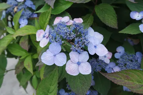 close-up of panicle hydrangea blooming with clusters of soft blue-purple flowers and vibrant green foliage