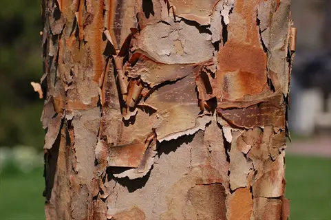 close-up of paperbark maple bark showing distinctive peeling, papery strips in warm brown tones