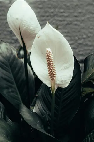 close-up of peace lily white flowers (spathiphyllum) with large green leaves, showcasing white spathes and spadix