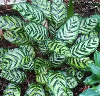 close-up of peacock plant calathea leaves with distinctive green and white striped patterns