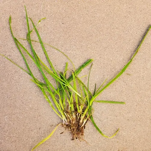 close-up of perennial ryegrass lawn grass with visible roots on sandy surface