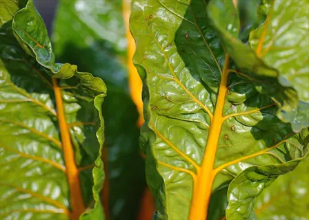close-up of perpetual spinach chard leaves showing large, dark green textured foliage with prominent bright orange stems and veins in sunlight