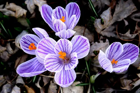 close-up of pickwick crocus striped petals with vibrant purple-white streaks and orange centers emerging from dried foliage