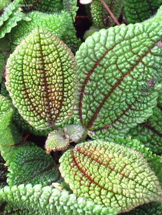 close-up of pilea moon valley plant leaves with textured green surfaces and prominent veins