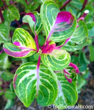 close-up of pilea sugar variegated plant with vibrant green and pink striped leaves