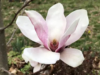 close-up of pink and white saucer magnolia flowers blooming outdoors