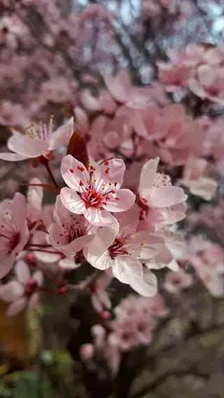 close-up of pink flowering cherry tree blossoms with delicate petals and visible stamens, blurred natural background