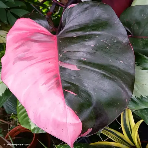 close-up of pink princess philodendron leaves showing vibrant pink and deep green variegated patterns