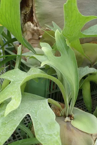close-up of platycerium wallichii (staghorn fern) fronds in a greenhouse