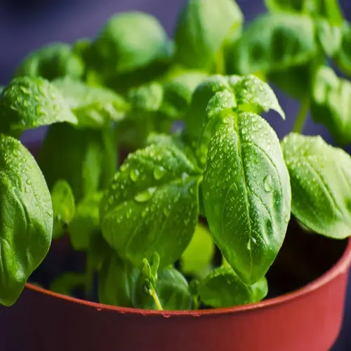 close-up of potted mint plant herbs with dewy green leaves