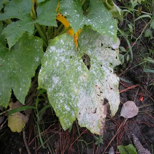 close-up of powdery mildew leaves showing white fungal growth on green foliage with holes, in a garden environment