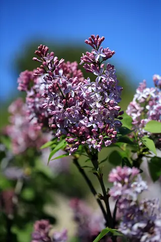 close-up of preston lilac flowers in full bloom with vibrant purple-pink blossoms and green leaves against a clear blue sky