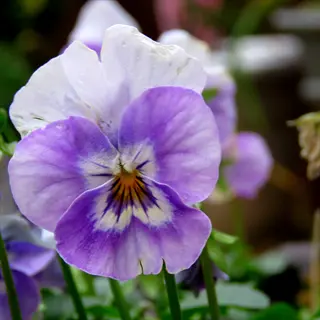 close-up of purple and white pansy flowers blooming in winter garden
