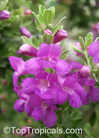 close-up of purple sage herb (salvia) with vibrant purple flowers and green foliage
