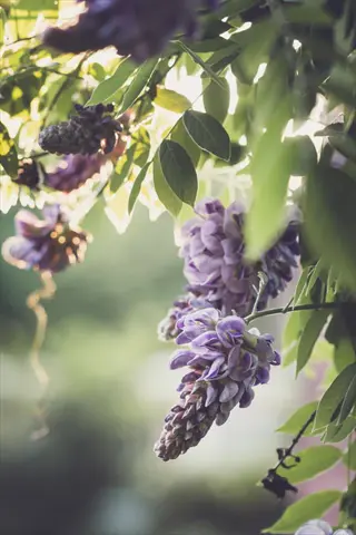 close-up of purple wisteria flower cluster with green leaves in soft focus