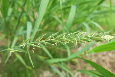 close-up of quackgrass lawn weed with slender green seed heads among blades