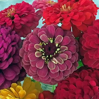 close-up of queeny lime zinnia with lime-green center surrounded by vibrant red, pink, purple, and yellow zinnia blooms