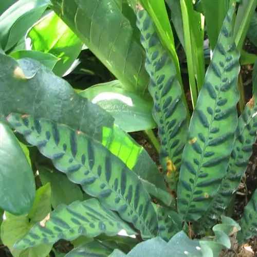 close-up of rattlesnake plant leaves showing distinctive dark stripes and green coloration in a garden setting