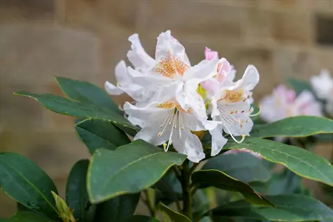 close-up of rhododendron white blooms with green leaves against stone wall background