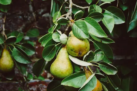 close-up of ripe pears growing on a pear tree branch during harvest season
