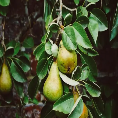close-up of ripe pears on a tree with green leaves