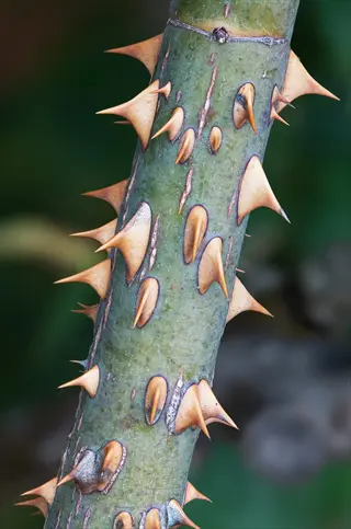 close-up of rose stem prickles: sharp, recurved structures on green stem with brownish tips against blurred foliage