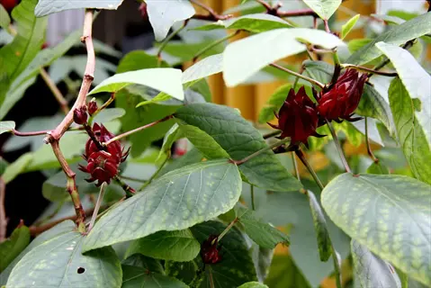 close-up of roselle hibiscus calyx on green leafy plant