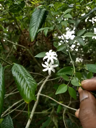 close-up of royal jasmine white flowers with green foliage; a hand points at the plant in a lush forest setting