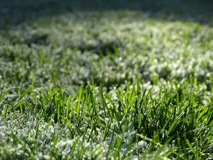 close-up of ryegrass winter pasture with frost-covered green blades