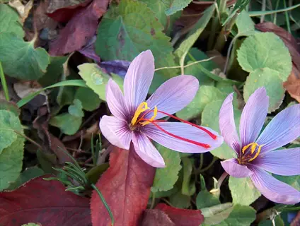 close-up of saffron crocus flowers with visible red stigmas ready for harvest