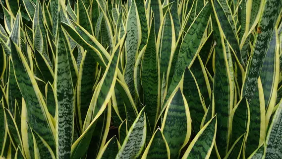 close-up of sansevieria laurentii plant with green leaves featuring yellow edges and dark banding