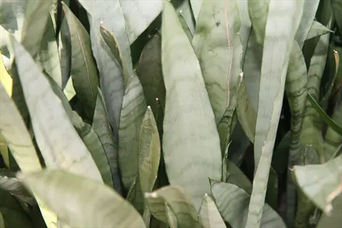 close-up of sansevieria moonshine silver plants with dense, upright, silvery-green leaves in soft light