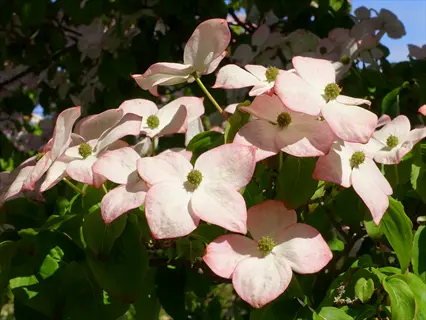 close-up of satomi pink dogwood blossoms with pink-tinged white petals and green centers, surrounded by lush green foliage