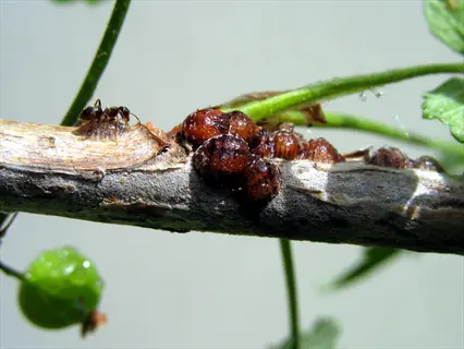 close-up of scale insects on a branch with an ant and green berries