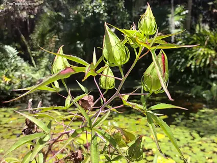 close-up of scarlet hibiscus coccineus buds and foliage in a sunlit wetland garden with water reflections