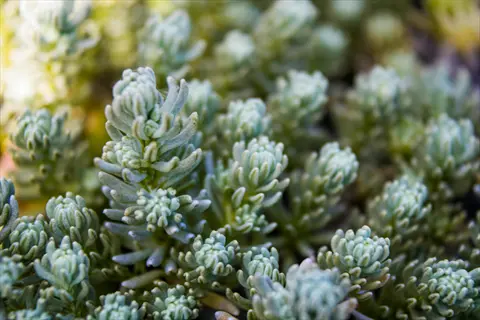 close-up of sedum reflexum blue foliage showcasing succulent blue-green needle-like leaves