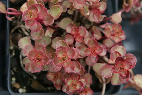 close-up of sedum spurium red foliage showing vibrant pink-tipped succulent leaves