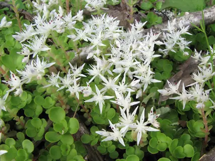 close-up of sedum ternatum white flowers blooming among green foliage