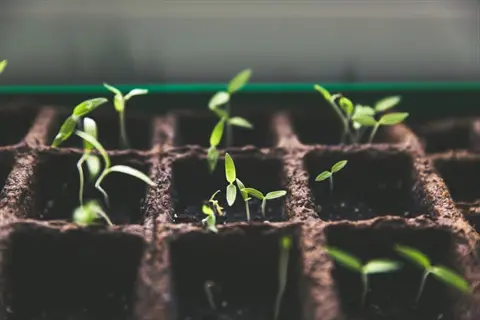 close-up of seed starting soil tray with young green seedlings emerging from soil compartments