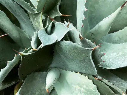 close-up of small lace aloe (aloe aristata) cluster with spiky, serrated leaves and brownish teeth