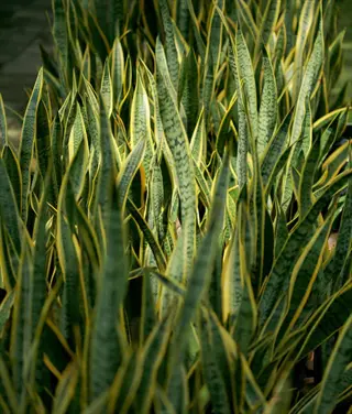 close-up of snake plant leaves with waxy green and yellow variegated patterns, showcasing thick textured foliage