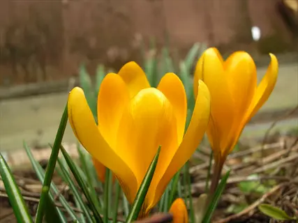 close-up of snow crocus yellow flowers blooming among green foliage