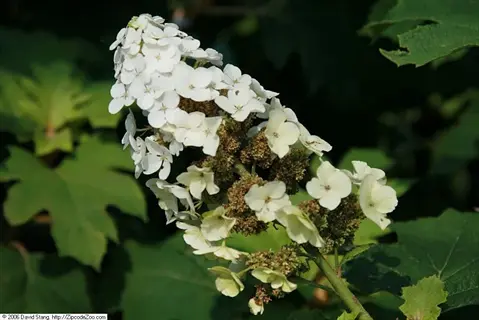 close-up of snow queen hydrangea flowers with white petals and green foliage background