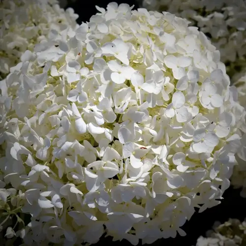 close-up of snowball bush white blooms in full bloom