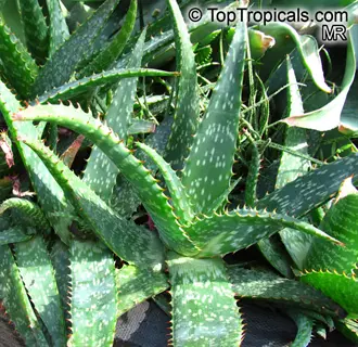 close-up of soap aloe maculata spotted succulent plants with green leaves featuring white speckles and serrated edges