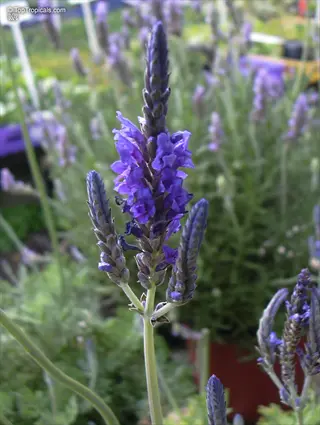 close-up of spanish lavender flowers blooming in a garden