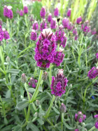 close-up of spanish lavender flowers with vibrant purple blooms and green foliage