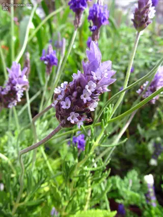 close-up of spike lavender blooming with vibrant purple flowers among green foliage