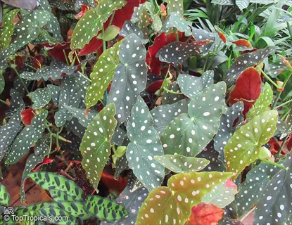 close-up of spotted begonia red flowers with white-dotted green leaves and red bracts
