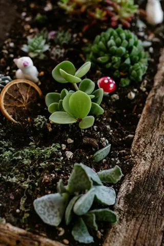 close-up of succulent leaves arranged on soil surface in a decorative planter with miniature mushroom and animal figurines